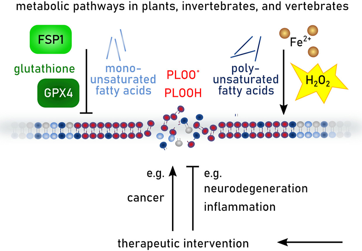 dfg-ferroptosis.net – from Molecular Basics to Clinical Applications